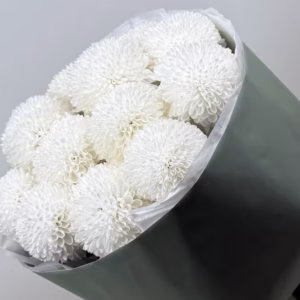 6962a9c13585ae8fe5fdec56 (1)